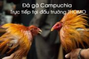  Sức cuốn hút của đá gà trực tiếp Campuchia