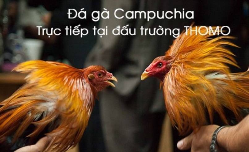  Sức cuốn hút của đá gà trực tiếp Campuchia